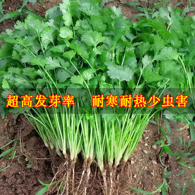 农家小叶香菜种子苗四季盆栽蔬菜种籽孑菜籽菜种老品种小香菜籽种