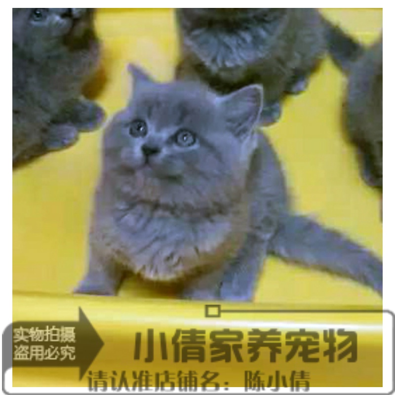 上海猫舍出售宠物猫活体纯种英国短毛英短蓝猫幼猫活体猫咪公母x