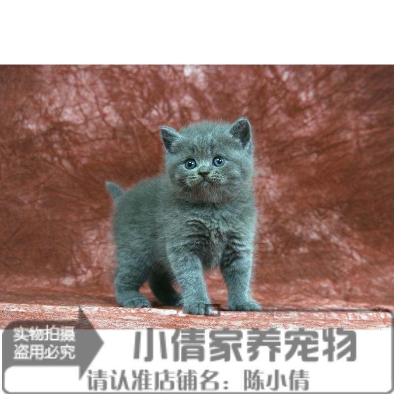 蓝猫幼猫活体纯种英短俄罗斯蓝猫宠物猫折立耳公母小猫咪短毛x