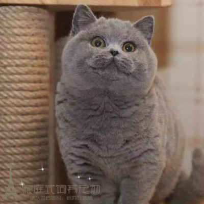 英短蓝猫活体幼猫俄罗斯蓝猫纯种宠物猫咪活猫立耳种公种母猫舍p