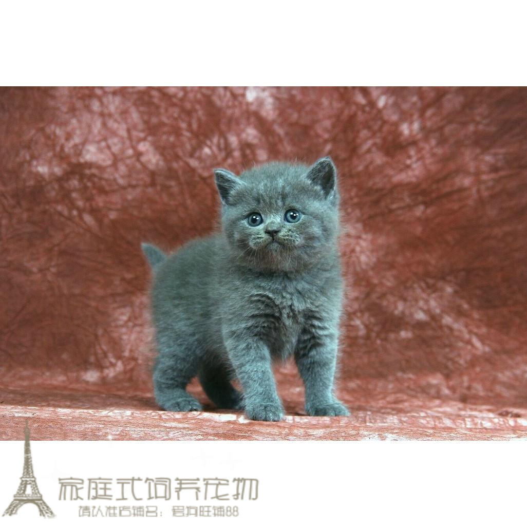 蓝猫幼猫活体纯种英短俄罗斯蓝猫宠物猫折立耳公母小猫咪短毛p