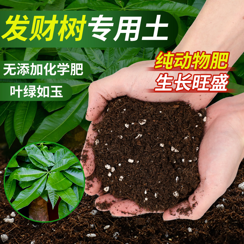 发财树专用营养土发财树专用肥防枯叶黄叶烂根盆栽绿植种植土壤