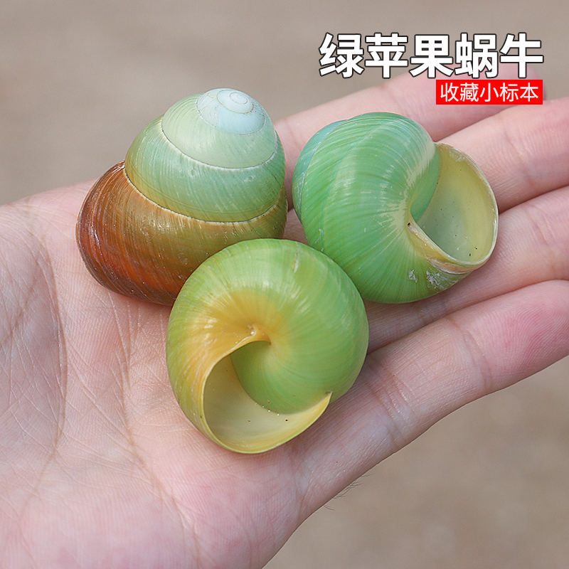 天然海螺贝壳绿苹果蜗牛壳鱼缸造景装饰各种蜗牛标本寄居蟹替换壳