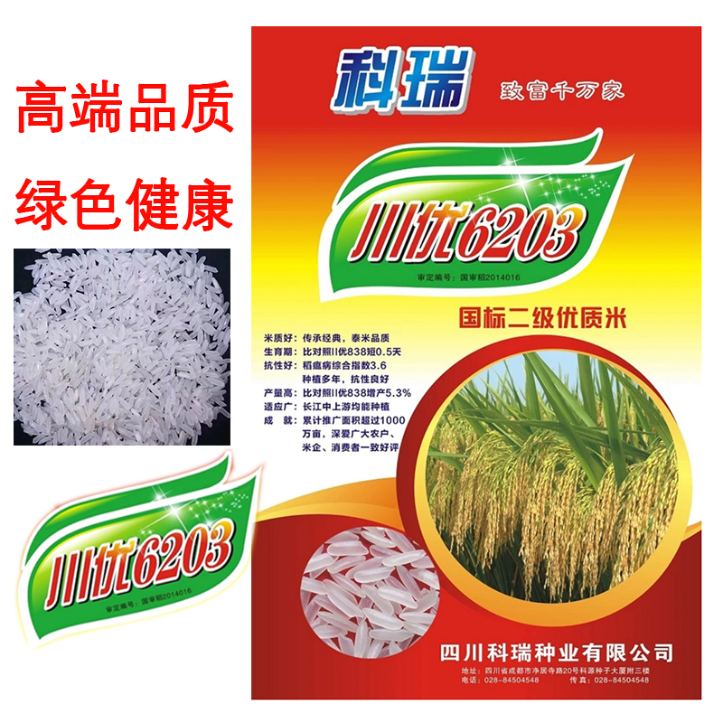 水稻种稻谷种高产分蘖强抗病抗倒伏香米香稻好吃泰米品种川优6203