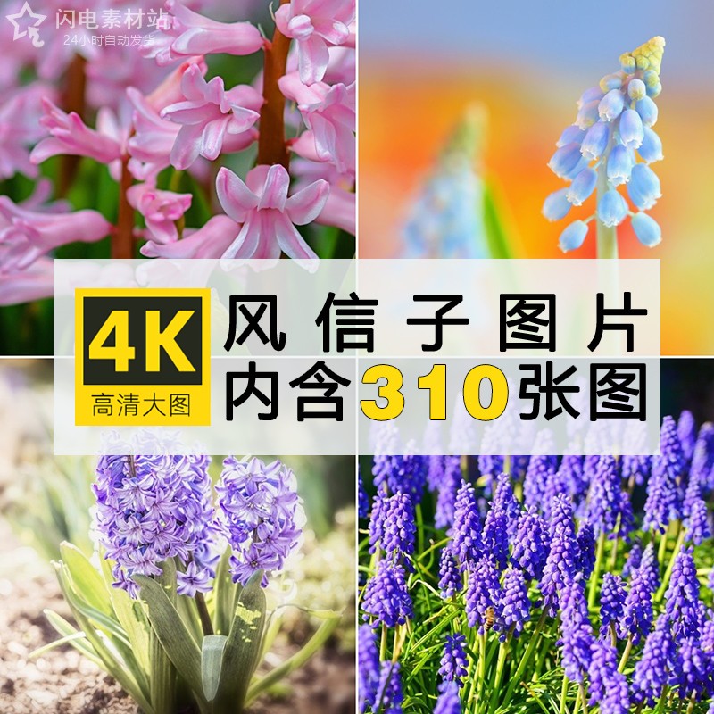 高清葡萄风信子图片粉红白紫色花卉植物清新唯美摄影4K壁纸ps素材