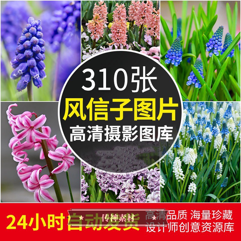 高清4K大图风信子图片粉红白紫色花卉植物唯美摄影壁纸ps素材合集