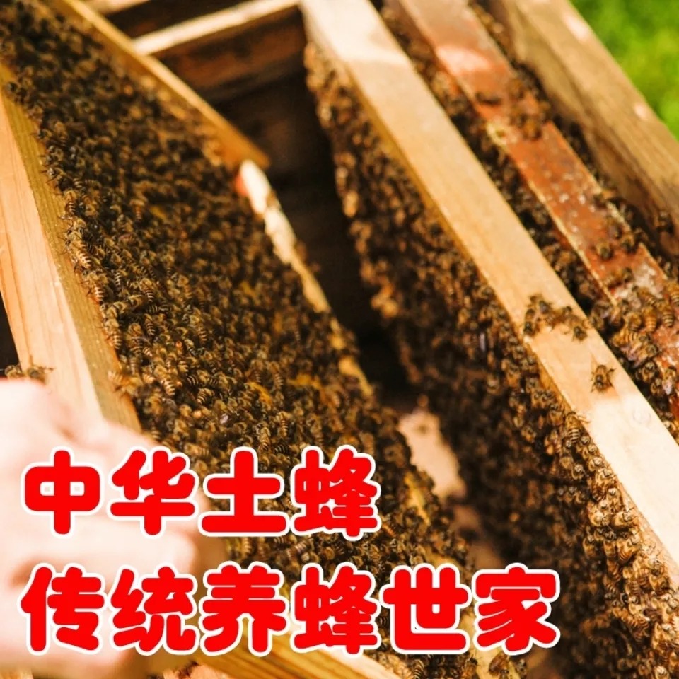 顺丰包邮中蜂蜂群带脾带箱中华蜜蜂蜂王活体蜜蜂蜂群中锋蜜蜂活体