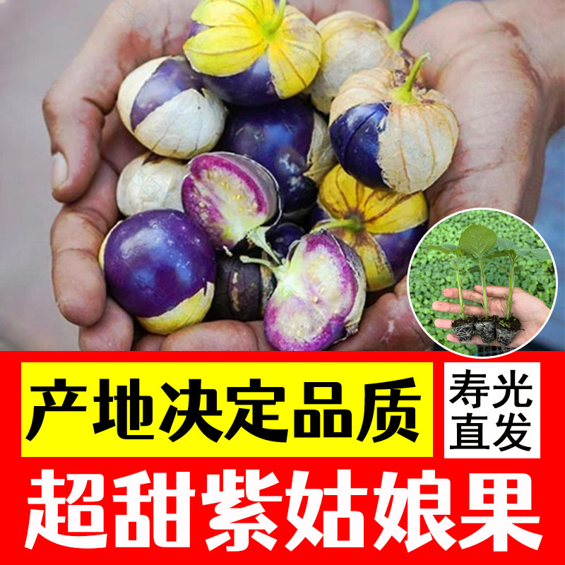 超甜菇娘果苗四季阳台盆栽种苗正宗菇娘黄红洋灯笼果锦灯姑娘种子