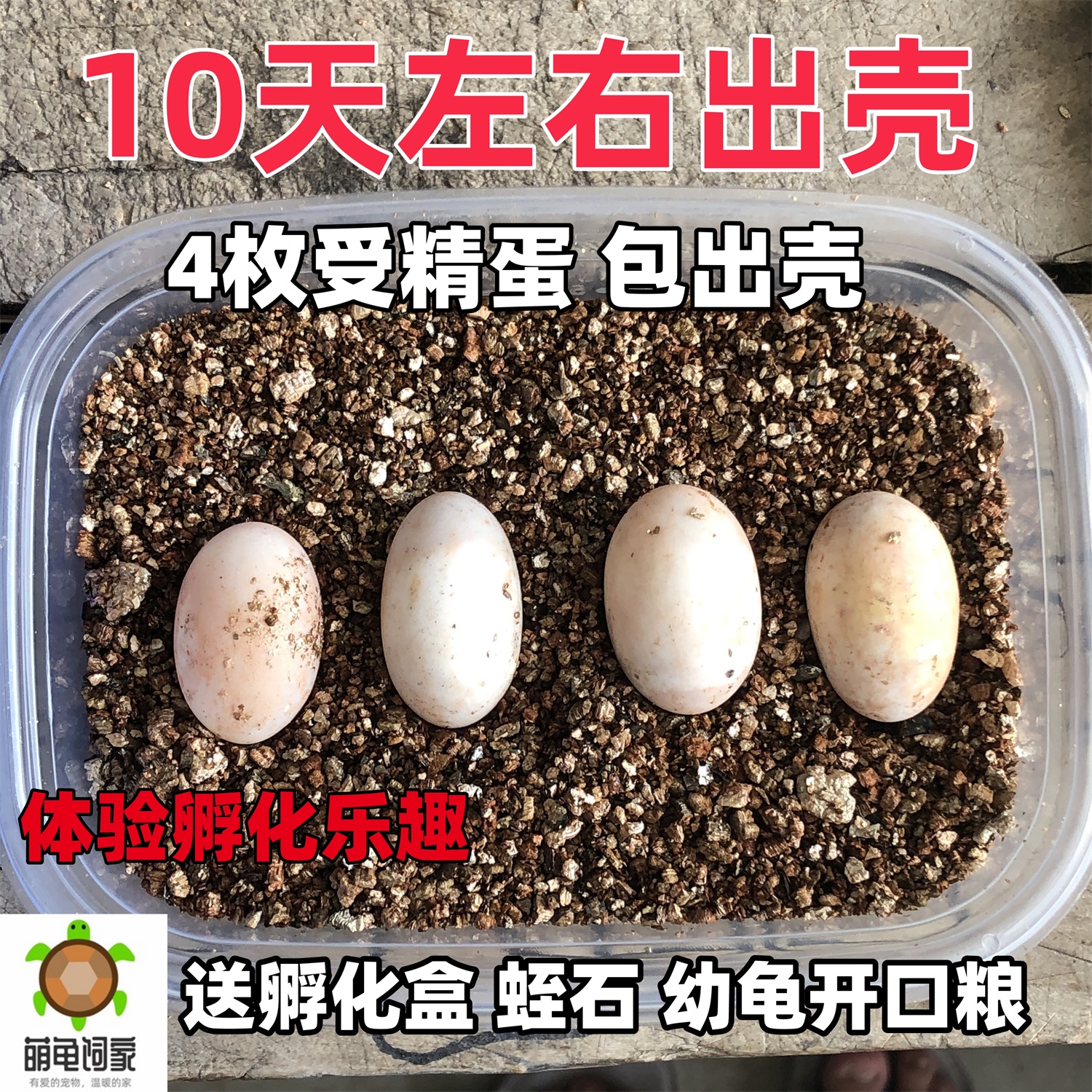 2024年头苗蛋可孵化乌龟蛋安徽草龟中华草龟蛋墨龟活物学生孵化蛋