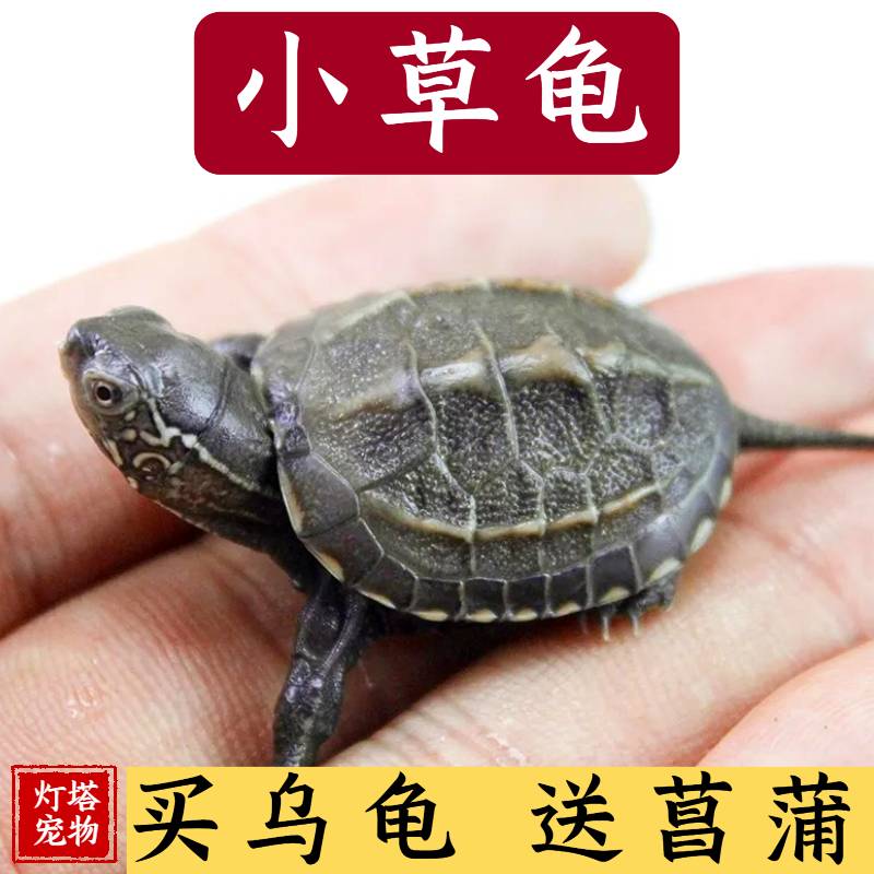 中华草龟小乌龟活体长寿金线龟迷你宠物水龟龟蛋墨龟巴西外塘龟苗