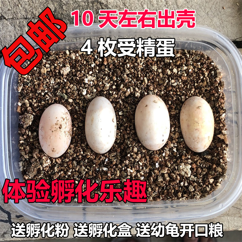 中华草龟蛋