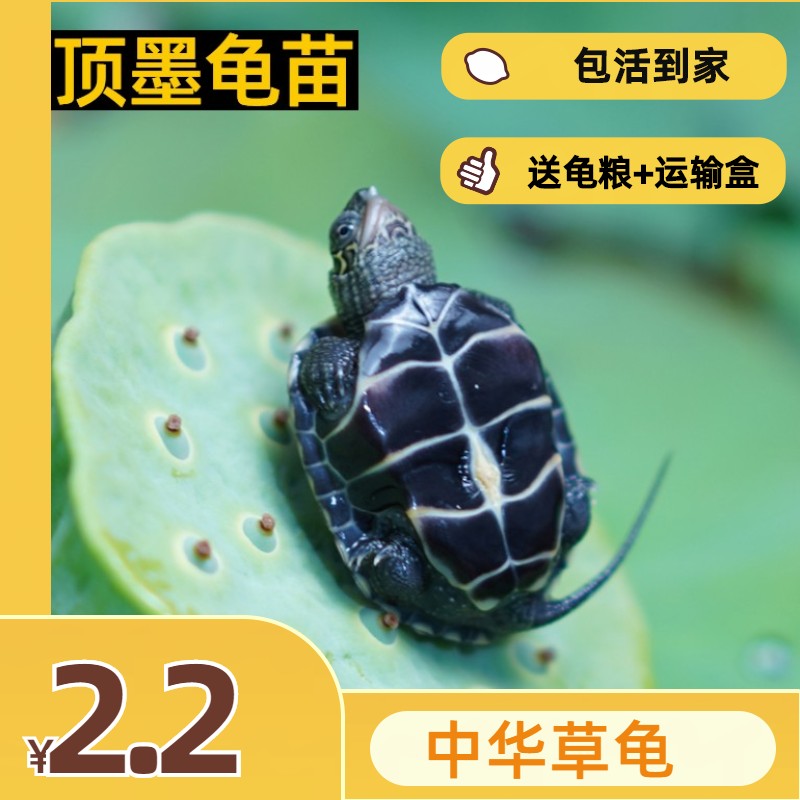 中华草龟活物外塘大小乌龟活体长寿金线龟宠物巴西水龟龟蛋墨龟苗