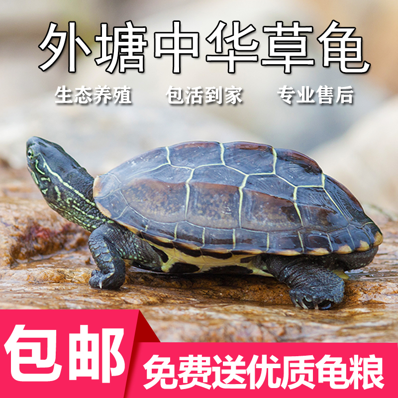 中华草龟蛋