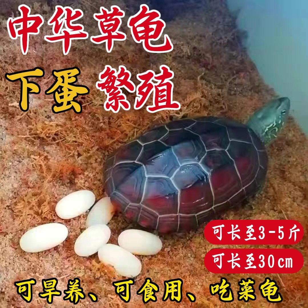 中华草龟下蛋孵化稳产乌龟可繁殖生蛋大龟外塘草龟活物可食用旱养