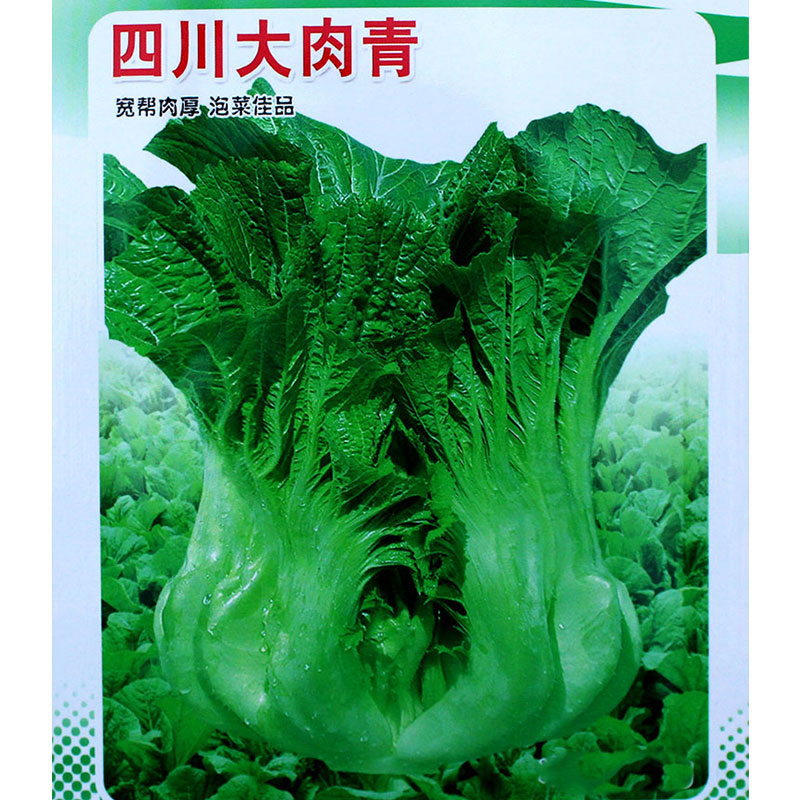 四川芥菜青菜种籽包心大肉青种子菜籽菜种酸菜泡菜孑芥菜种籽大全
