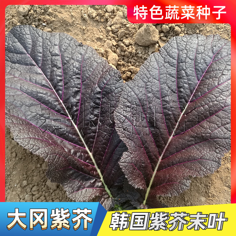 紫芥菜种子芥末叶大冈烤肉包饭四季阳台盆栽种孑韩国种籽特色蔬菜
