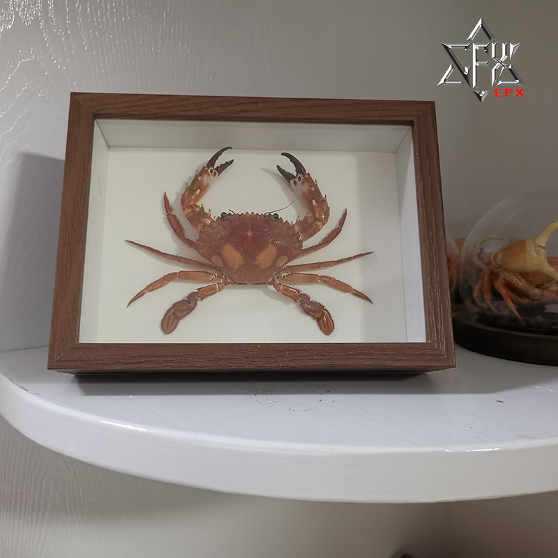 晶莹蟳螃蟹标本素材海洋甲壳类生物个性生日礼物家居办公摆件挂件