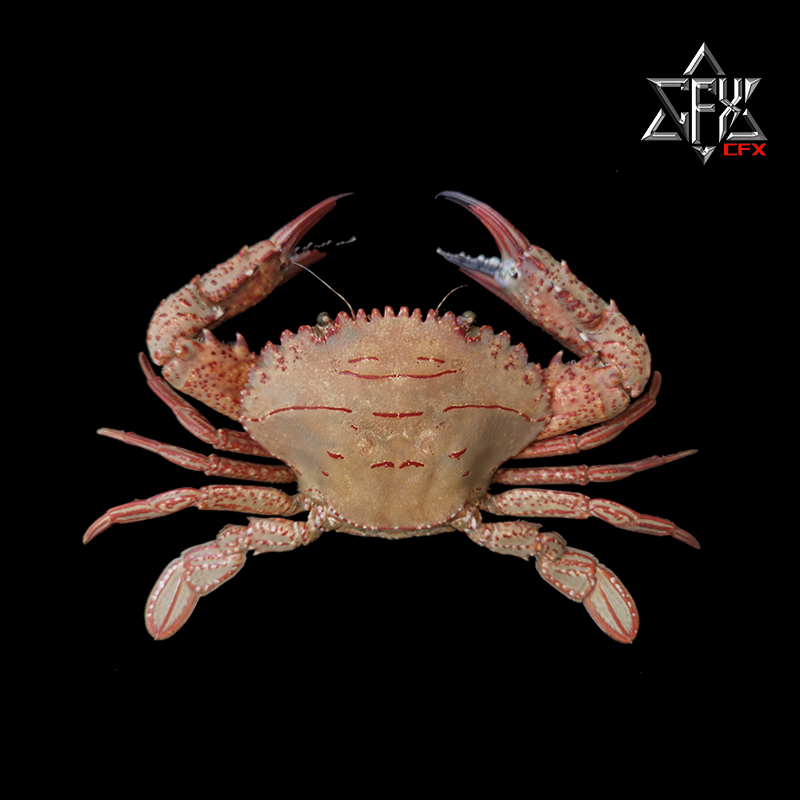 善泳蟳螃蟹标本教学科普教具海洋生物甲壳类模型个性礼物