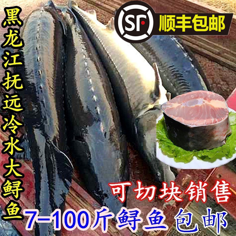 黑龙江特产鲟鱼七里 鳇鱼 鲟鳇鱼整条8-80斤新鲜新鲜鱼冷冻发货