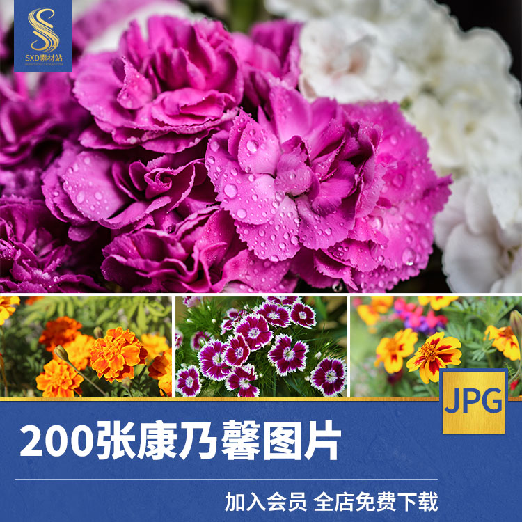 高清康乃馨图片母亲节温馨唯美花卉花朵植物摄影ps素材图片照片