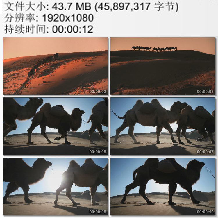 沙漠骆驼队 夕阳黄昏 日出黎明 高清视频素材