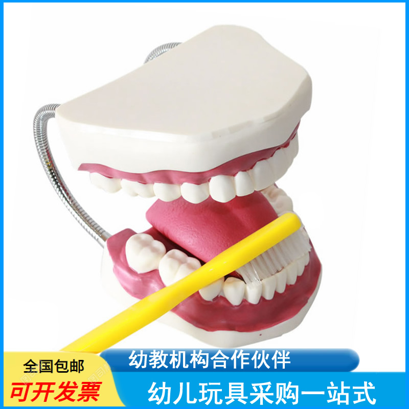 幼儿园科学实验口腔保健护理模型32颗牙齿带牙刷认知人体模型仪器
