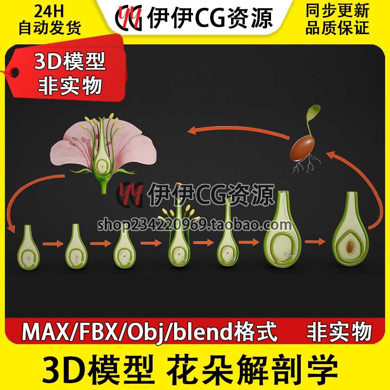 3D模型素材3Dmax文件植物花朵解剖学 花卉 花瓣 花蕊 子房阶段PBR