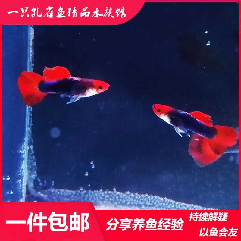 深海蓝贵族孔雀鱼图片