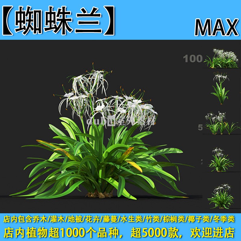 灌木地被花卉-476【蜘蛛兰】max植物园林景观室外3d植物模型