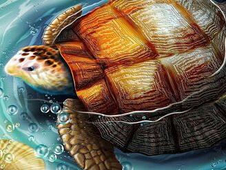 diy数字油画抽象风景静物填色绘油彩装饰画 泡海水里的乌龟