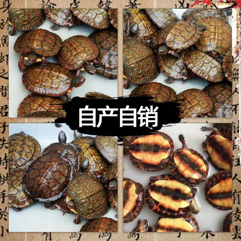 名贵乌龟洪都拉斯木纹龟油彩心宽体胖适合家养的活物大个罕见乌龟