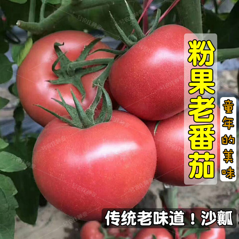 老品种毛粉红番茄大西红柿种子种籽孑庭院蔬菜盆栽农家四季高产苗
