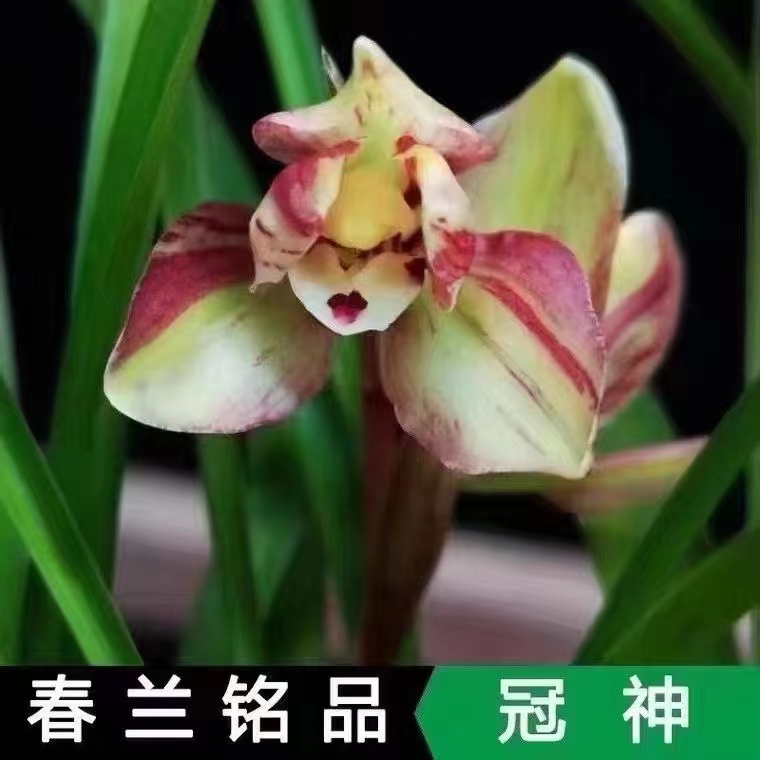 精品兰花春兰自然老种复色花~冠神~花期带花苞