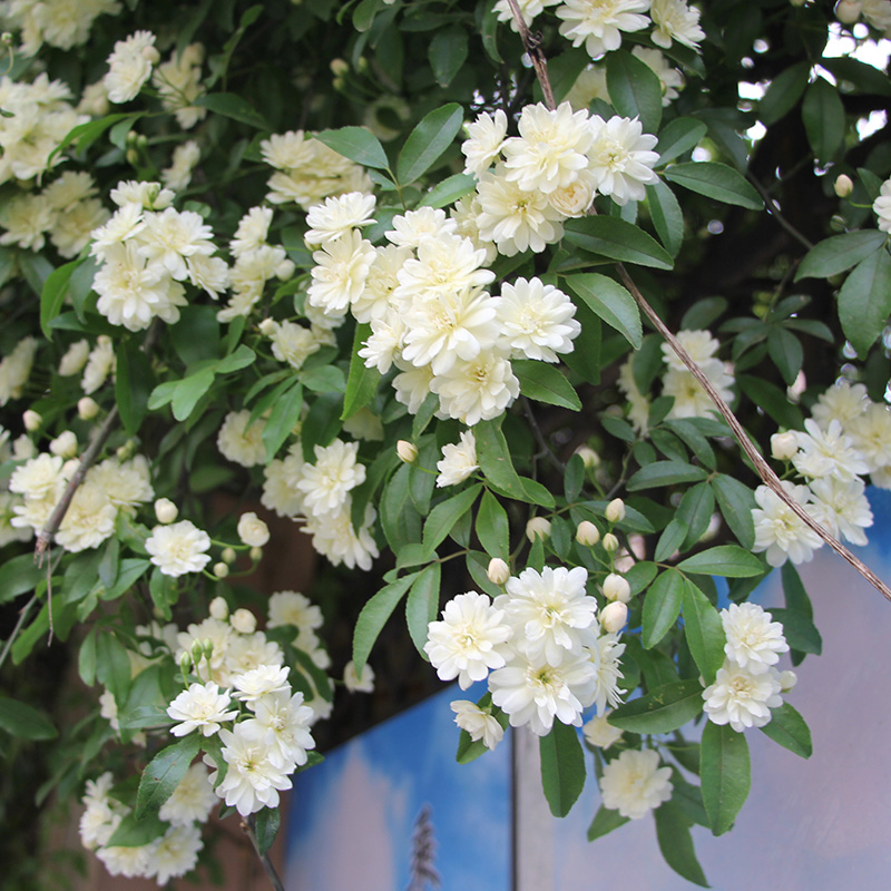 白色木香花大苗盆栽浓香花卉阳台庭院爬藤蔷薇可做垂吊花卉绿植物