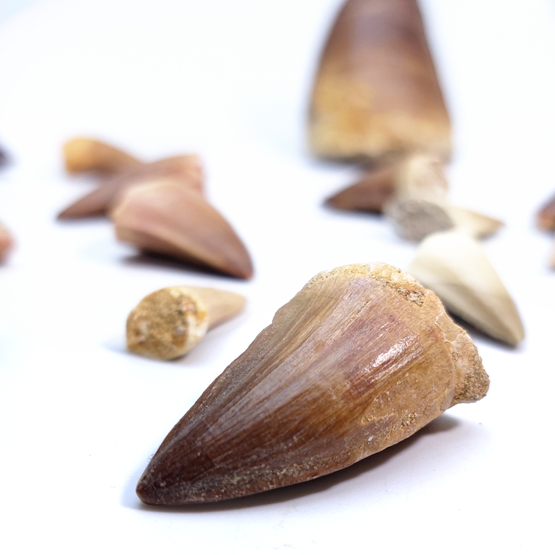 天然摩洛哥海洋古生物沧龙牙齿化石原石地质科普教学标本摆件收藏