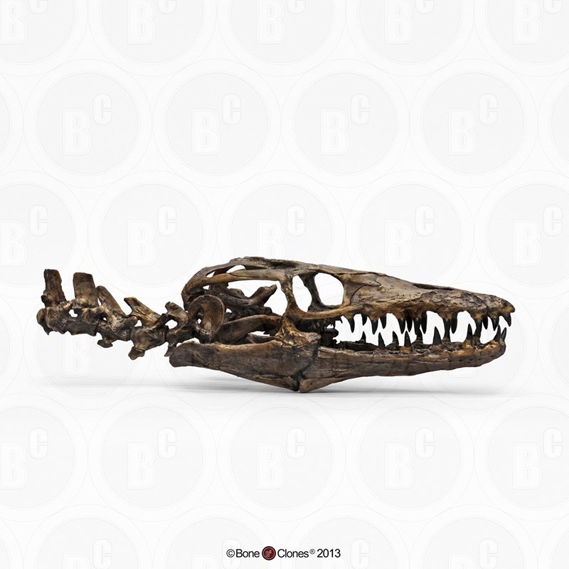 VM非常博物馆boneclones美国定制骨骼沧龙头骨含颈椎化石模型现货