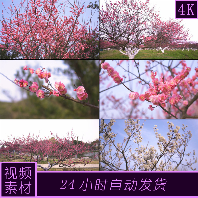 4k原创春天盛开的红梅花白梅花梅园植物园梅花视频素材