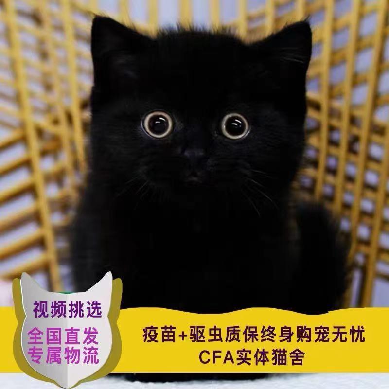 纯种矮脚黑色英短猫家养黑煤球玄猫千岁岁招财孟买猫活物体宠物猫