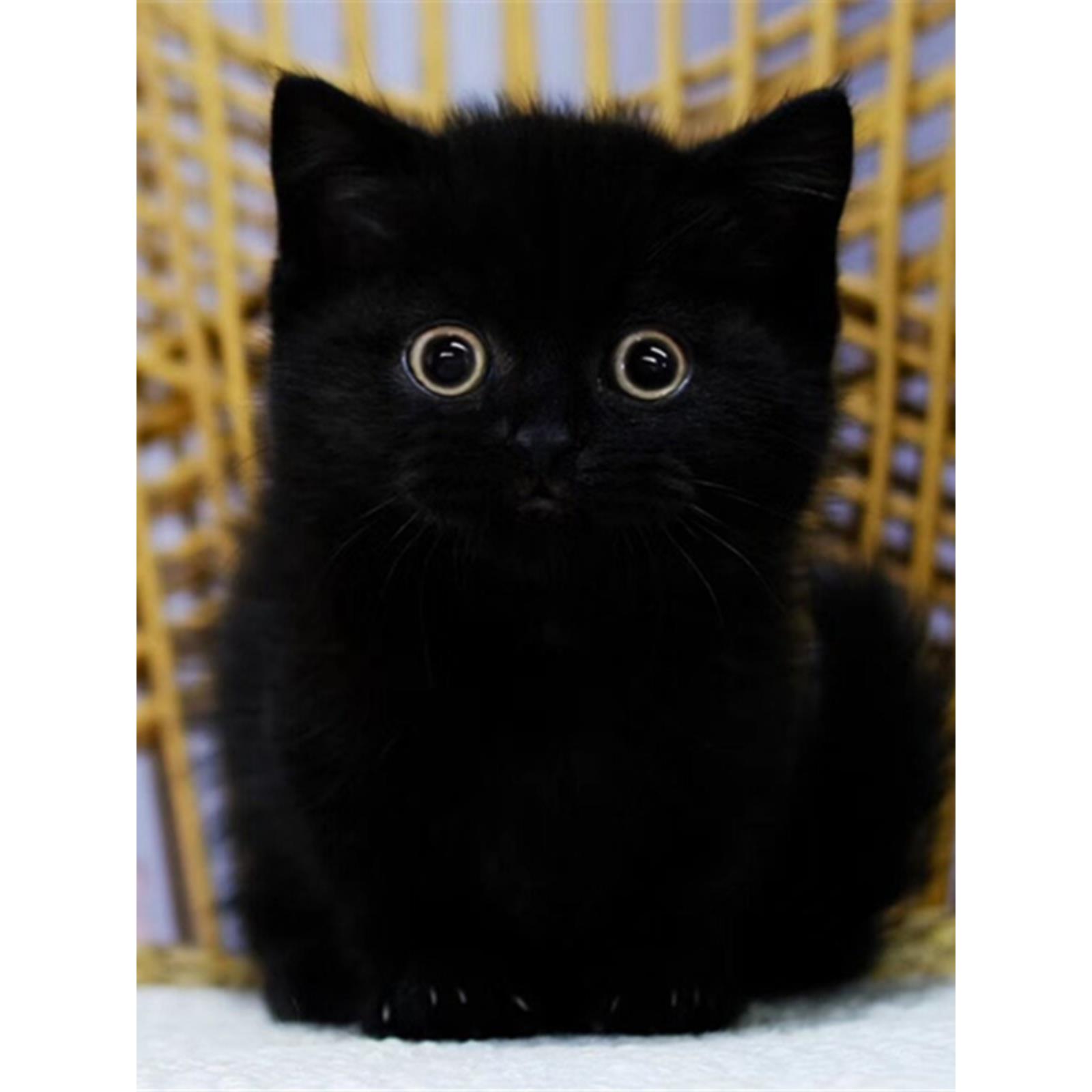 纯种矮脚英短招财黑猫幼崽黑煤球千岁岁曼基康孟买猫短毛宠物玄猫