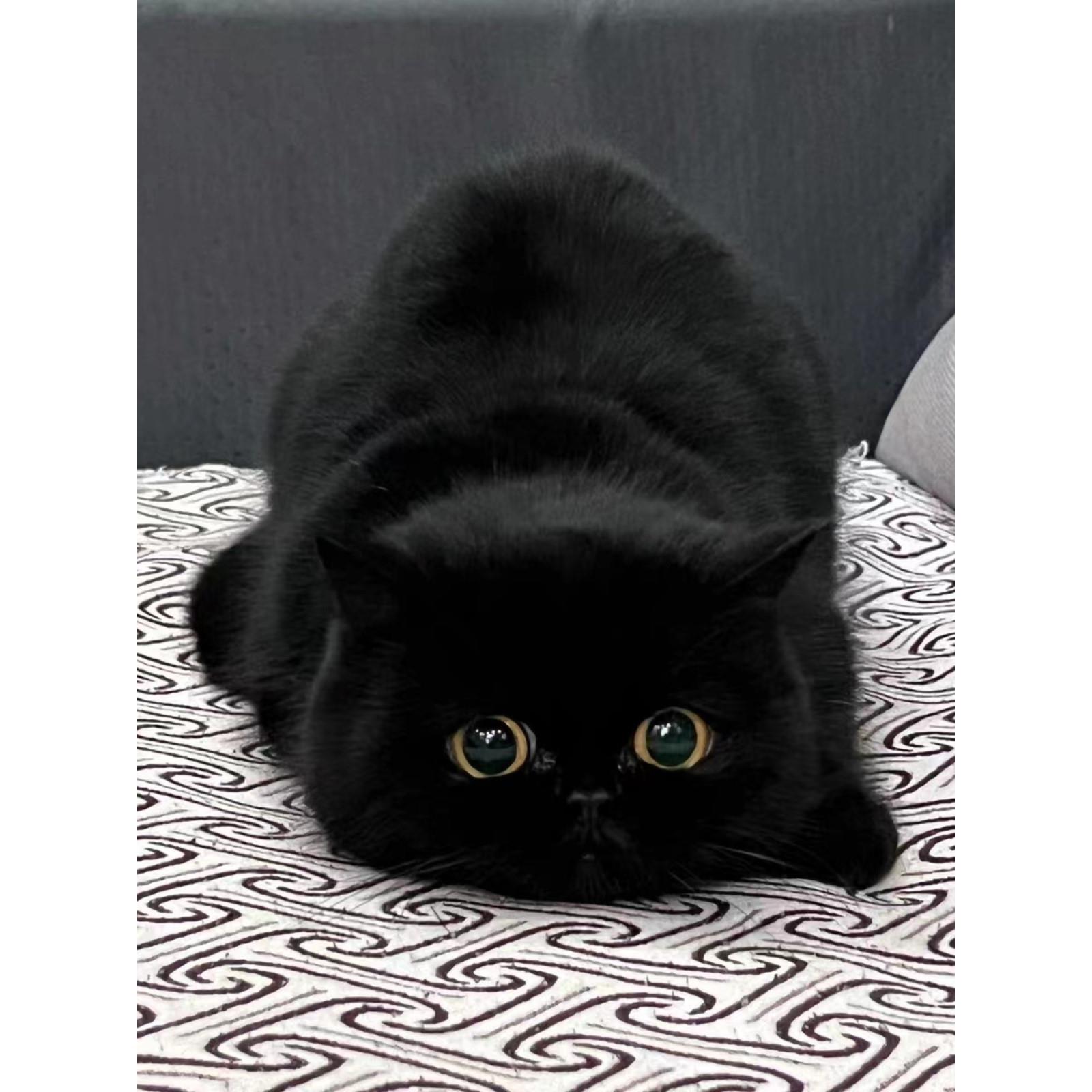 黑猫英短纯黑矮脚曼基康纯种黑煤球孟买猫玄猫千岁岁招财猫宠物幼