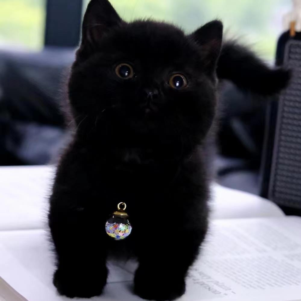 纯种孟买英短纯黑猫矮脚曼基康黑猫千岁岁幼猫黑煤球招财猫咪活物