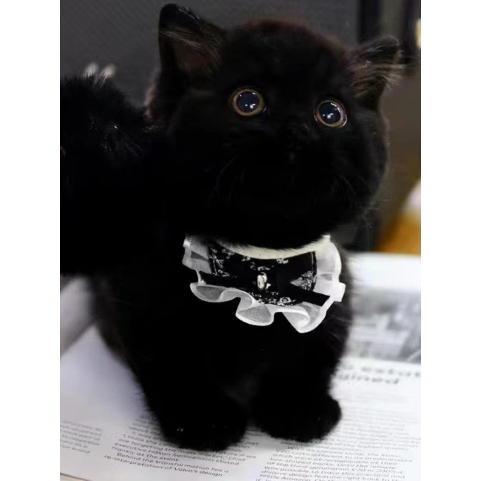 纯种矮脚英短招财黑猫幼崽黑煤球千岁岁曼基康孟买猫活体宠物玄猫
