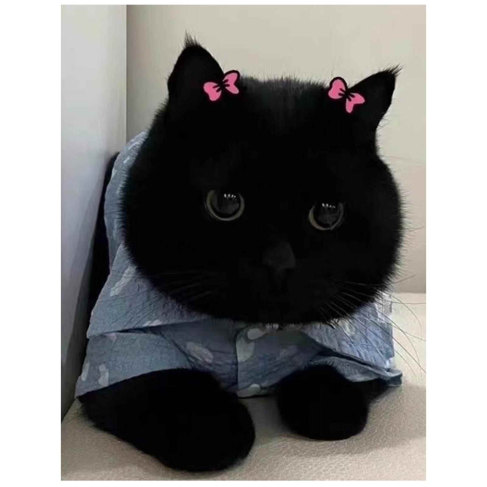 黑猫英短纯黑矮脚黑猫曼基康纯种黑煤球孟买猫玄猫千岁岁猫咪活体
