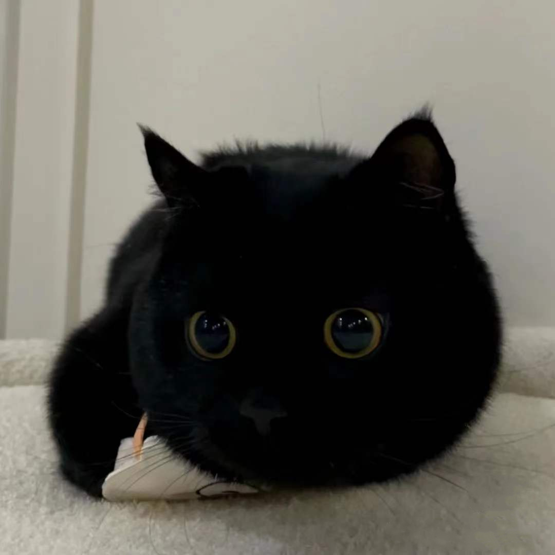 英短纯黑矮脚猫幼猫纯种英国短毛猫活体孟买小黑猫网红千岁岁同款