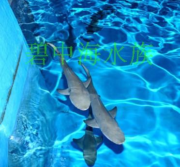 海水大型观赏鱼人工黑鳍鲨人工白鳍鲨酒店 家庭可饲养鲨鱼