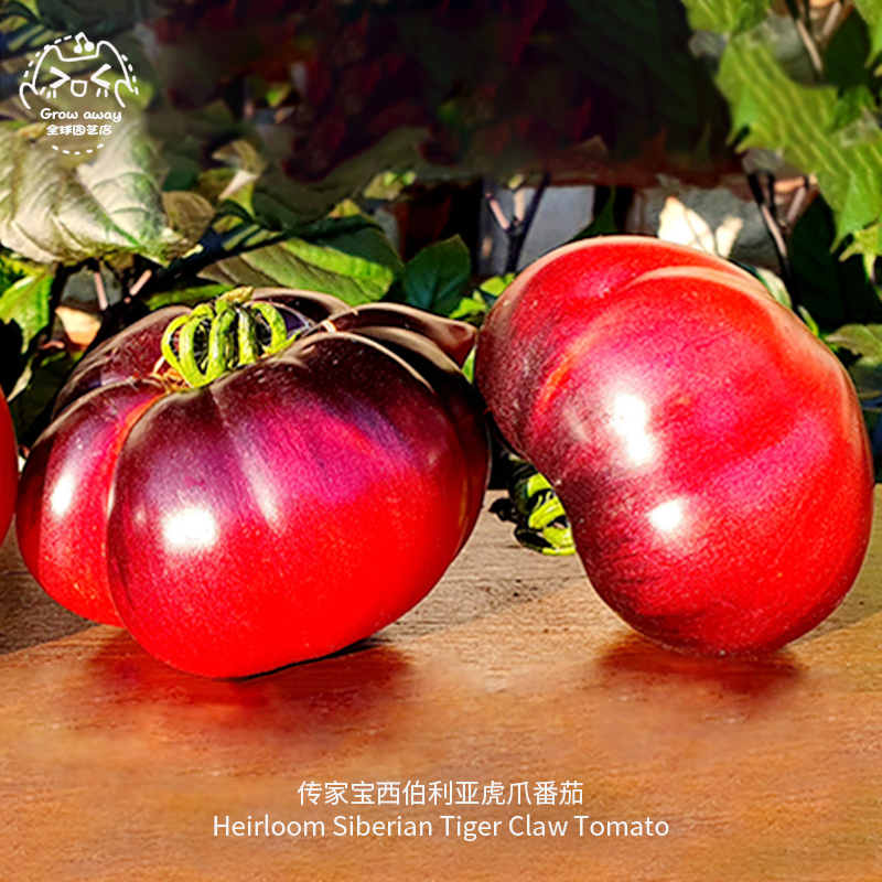 西伯利亚虎爪牛排番茄种子皮薄多汁高产进口传家宝春秋阳台盆栽菜