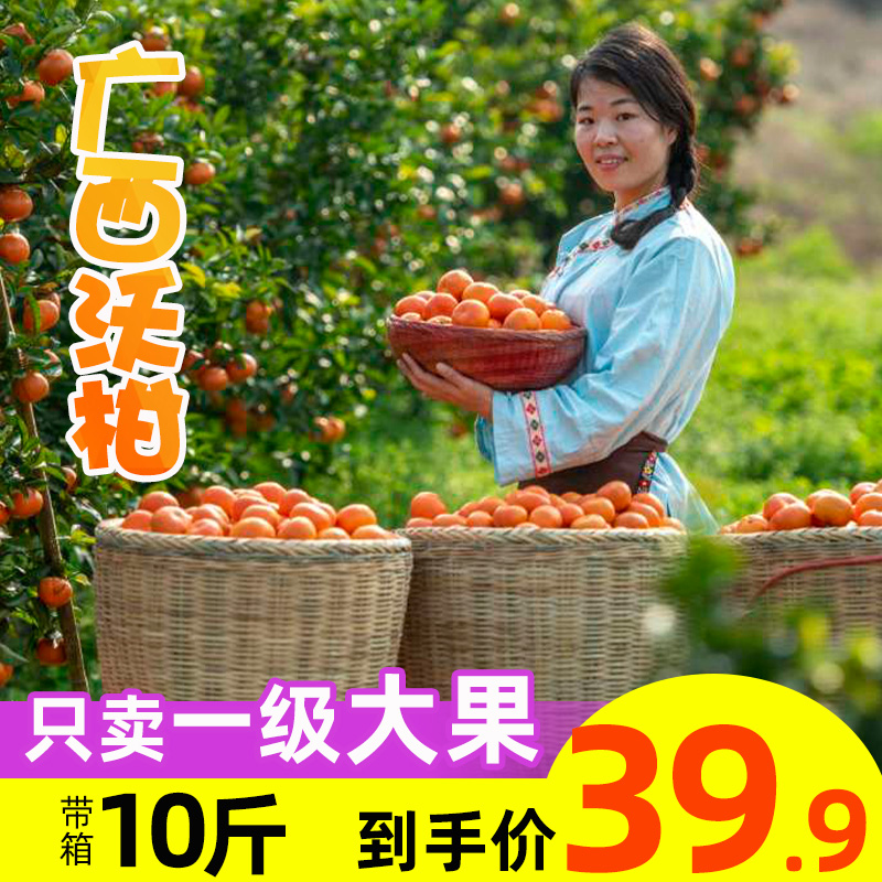 正宗广西沃柑新鲜10斤自家果园现摘现发武鸣少籽橙子沃柑孕妇水果