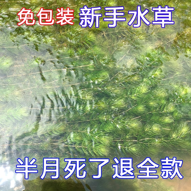 金鱼藻轮叶黑藻水葫芦芙蓉淡水活体前景真水草鱼龟缸造景净化水质
