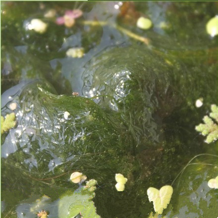 水族箱水培水草造景水绵绿丝藻绿藻净化水质金鱼藻苦草水葫芦苗