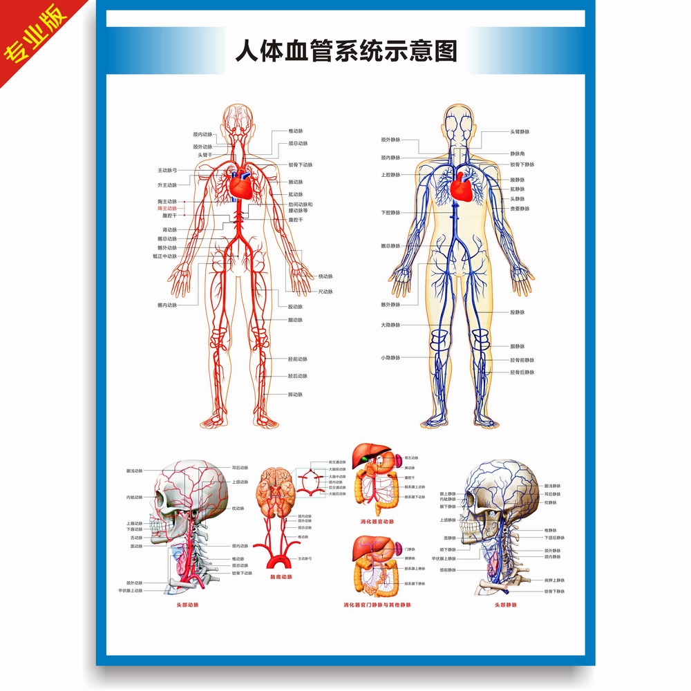 动脉静脉血管图血管系统图人体血液循环系统图头部四肢血管挂图